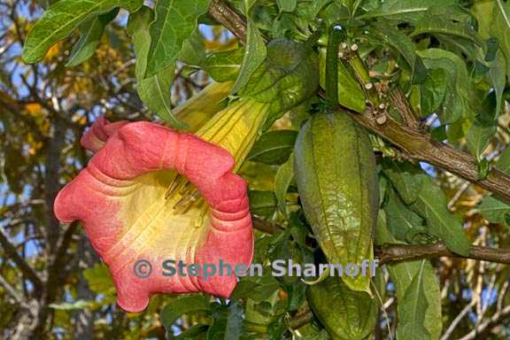 brugmansia sanguinea 4 graphic